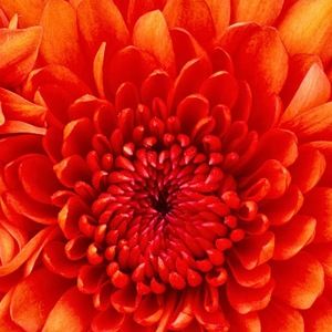 Meet your Posher, Gwendolyn